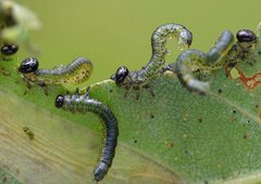 Euura melanocephalus