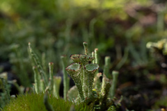 Cladonia chlorophaea