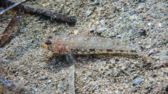 Gobius geniporus