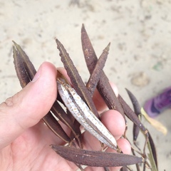 Astianthus viminalis