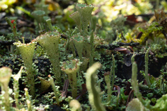 Cladonia chlorophaea