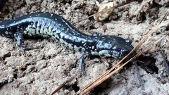 Plethodon mississippi