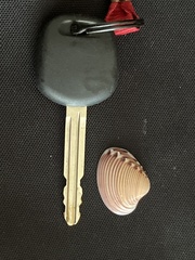 Hysteroconcha lupanaria