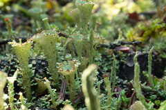 Cladonia chlorophaea