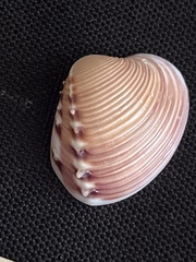 Hysteroconcha lupanaria