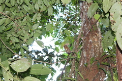 Cebuella niveiventris