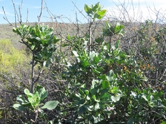 Solanum guineense