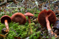 Cortinarius harrisonii