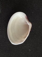 Hysteroconcha lupanaria