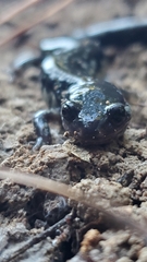 Plethodon mississippi