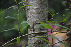 Anolis schiedii