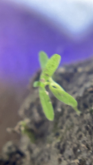 Floerkea proserpinacoides