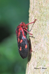 Mahanarva rubropicta