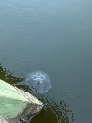 Southern Moon Jelly photographed in Mississippi