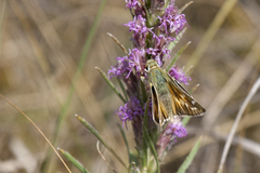 Hesperia assiniboia