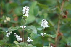 Symphoricarpos albus