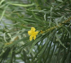 Astianthus viminalis
