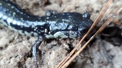 Plethodon mississippi