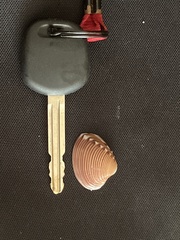 Hysteroconcha lupanaria