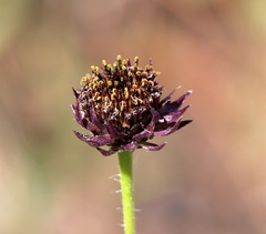 Helianthus radula