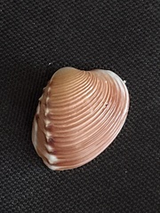 Hysteroconcha lupanaria