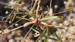 Hypertelis umbellata