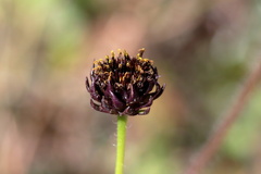 Helianthus radula