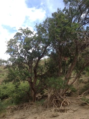 Astianthus viminalis