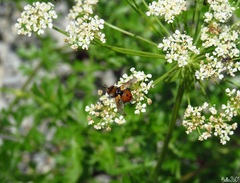 Gymnosoma rotundatum