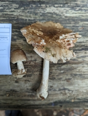 Pluteus exilis