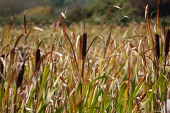 Typha latifolia