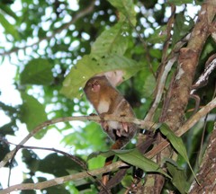 Cebuella niveiventris