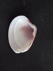 Hysteroconcha lupanaria