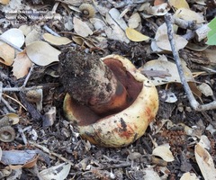 Rubroboletus haematinus