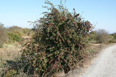 Crataegus monogyna