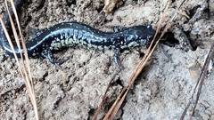 Plethodon mississippi