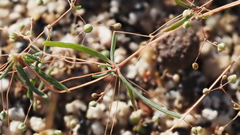 Hypertelis umbellata