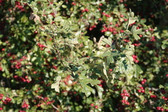 Crataegus monogyna