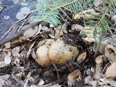 Rubroboletus haematinus