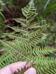 Athyrium filix-femina