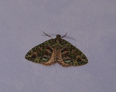 Austrocidaria similata