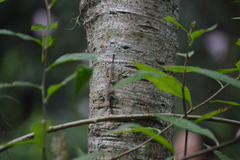 Anolis schiedii