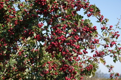 Crataegus monogyna