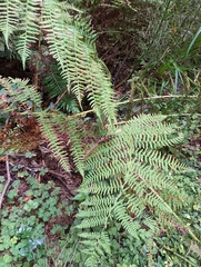 Athyrium filix-femina