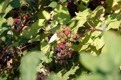 Rubus bifrons