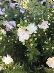 Myrtus