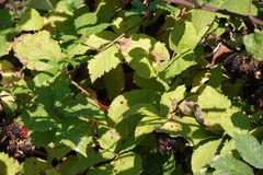 Rubus bifrons