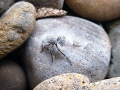 Dasymutilla pseudopappus