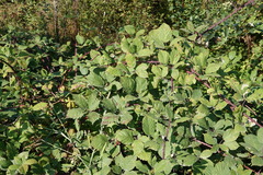 Rubus bifrons