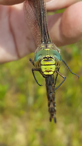 Subarctic Darner photo 2